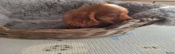 Cocker Spaniel dogs for sale: Working Type Cocker Spaniels  - Advert 15