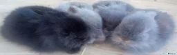 Mixed Breed rabbits for sale: Beautiful LopLion babies in Alfreton - Advert 5