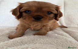 Cavalier King Charles Spaniel dogs for sale: KC Cavalier King Charles spaniel  - Image 8