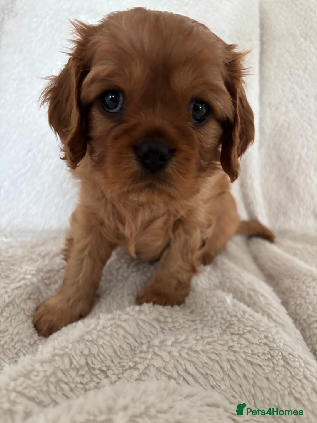 Cavalier King Charles Spaniel dogs for sale: KC Cavalier King Charles spaniel  - Image 8