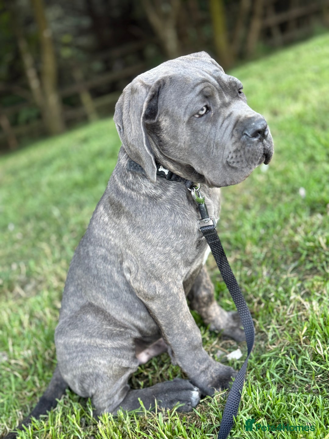 Cane Corso dogs for sale: Cane corso - Image 2