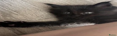 Mixed Breed 1