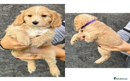 Cockapoo dogs for sale: stunning cockapoos for sale - Image 6