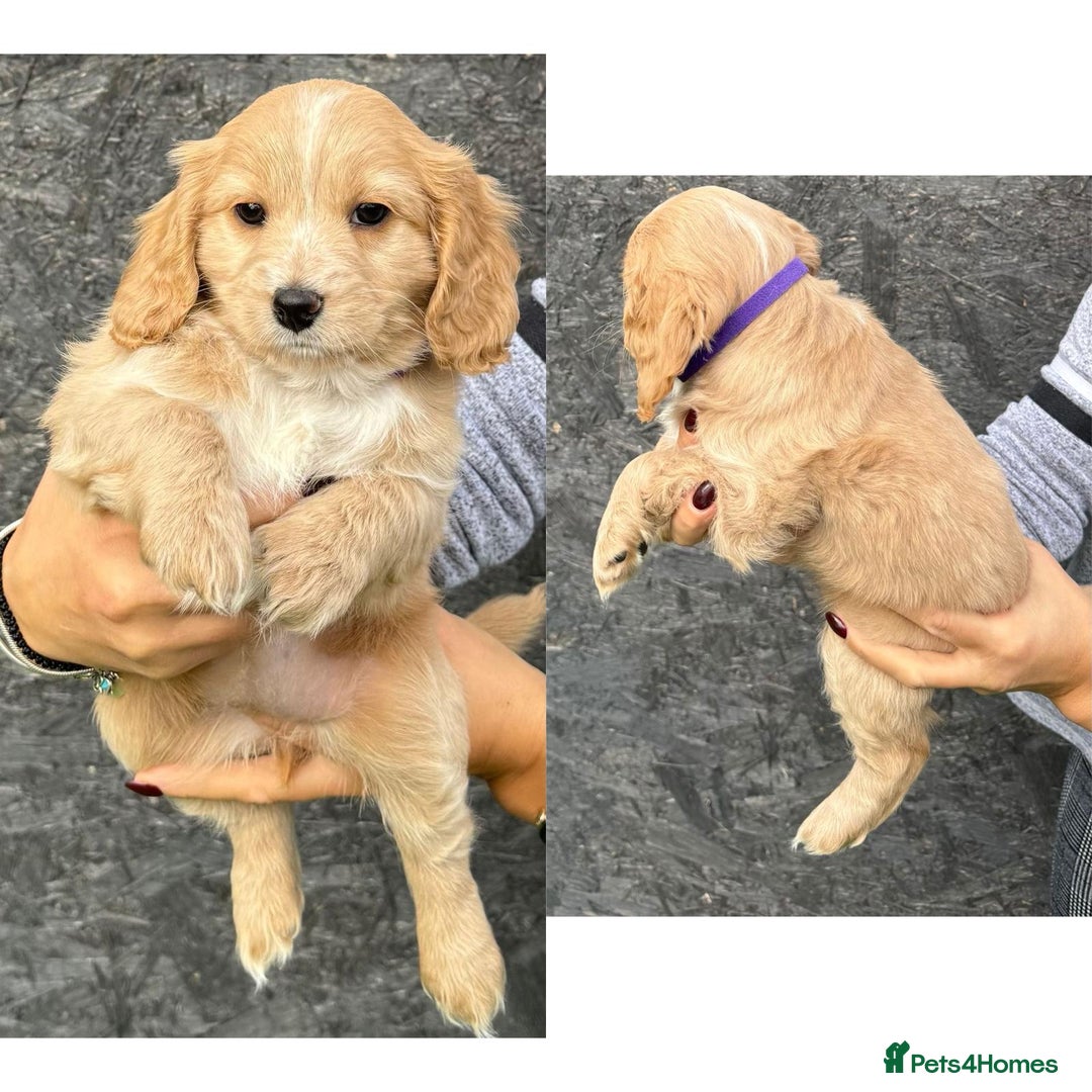 Cockapoo dogs for sale: stunning cockapoos for sale - Image 6