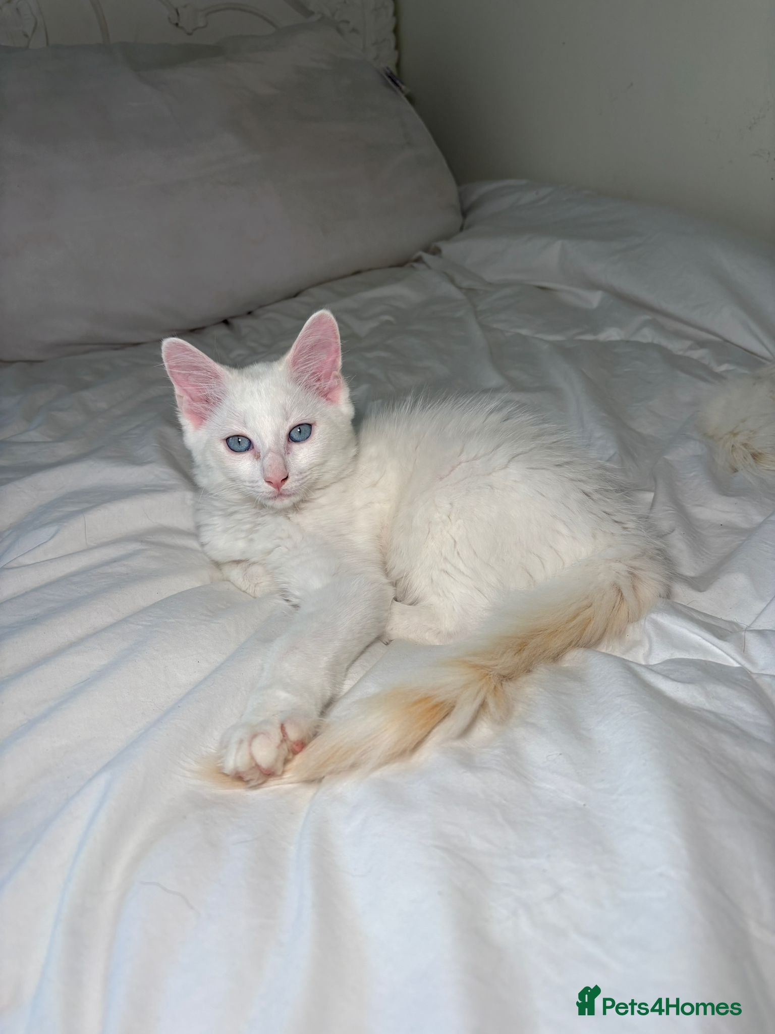 Turkish Angora cats Turkish Angora X Blue lynx bio Ragdoll kittens - Advert 2