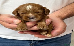 Cavapoo dogs for sale: 🐶 Red Cavapoo puppies from HEALTH TESTED PARENTS. - Advert 2