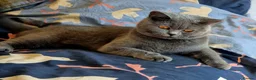 British Shorthair cats for sale: Active British Shorthair Kittens | GCCF 🤎 - Advert 5