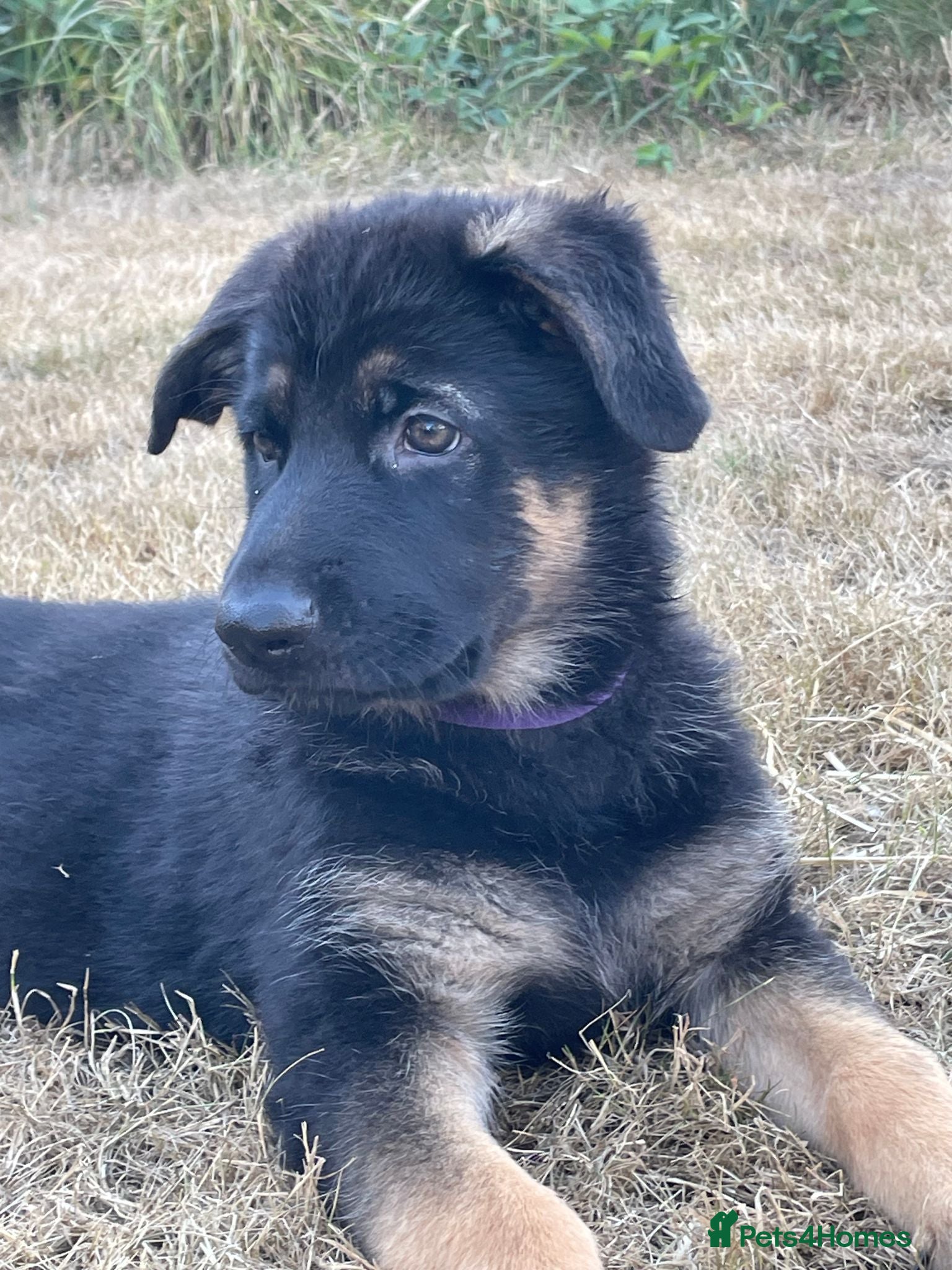 German Shepherd dogs German shepherd puppy for sale! Only 1 Girl left! - Advert 6