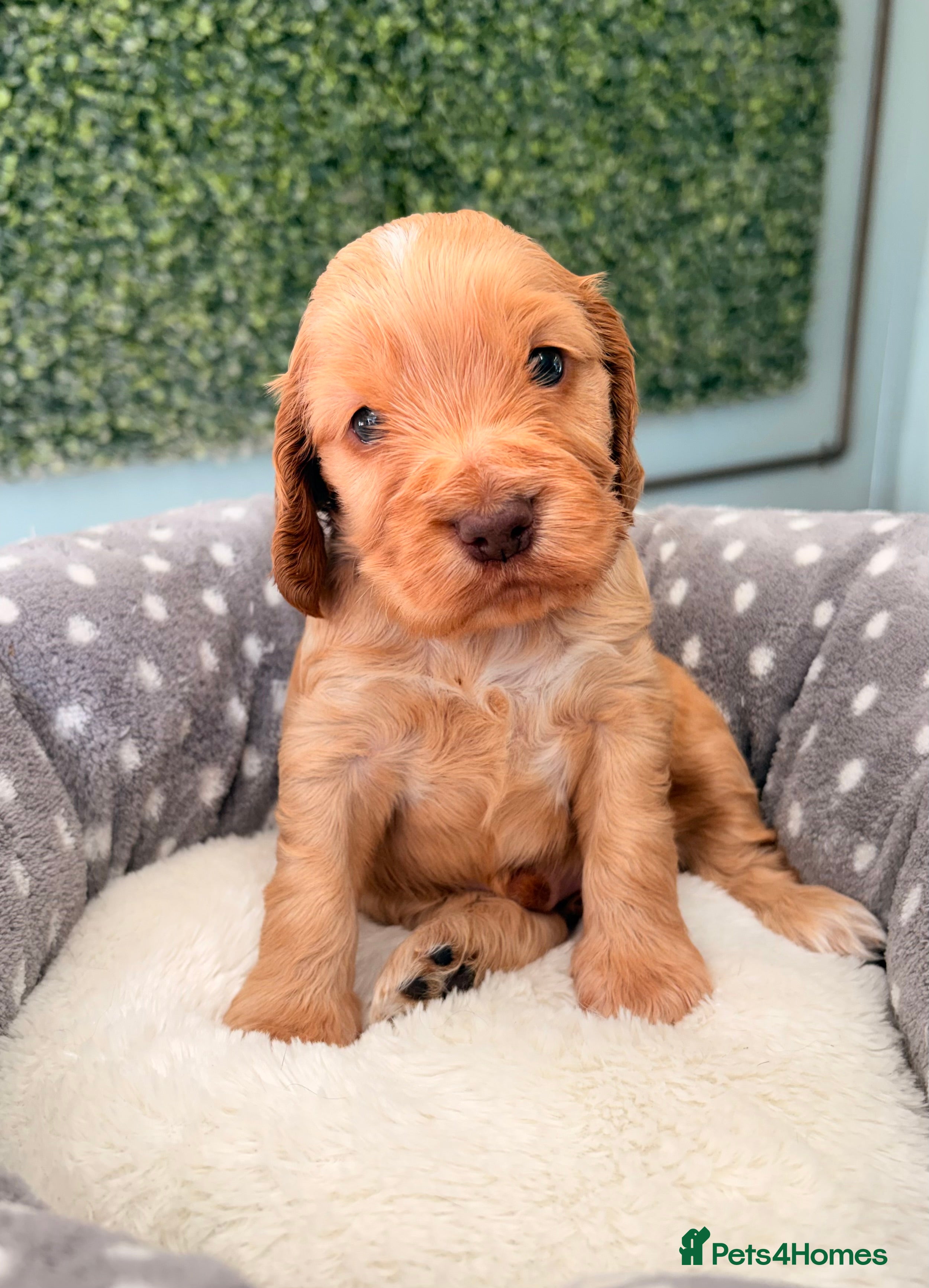 Cocker Spaniel dogs 🤎🧡 Show Cocker Spaniel Puppies For Sale - Advert 2