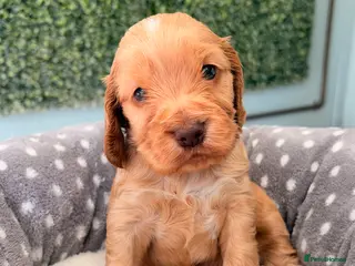 Cocker Spaniel dogs 🤎🧡 Show Cocker Spaniel Puppies For Sale - Advert 2