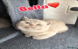 British Shorthair cats for sale: GCCF British shorthair kittens for Sale - Image 1