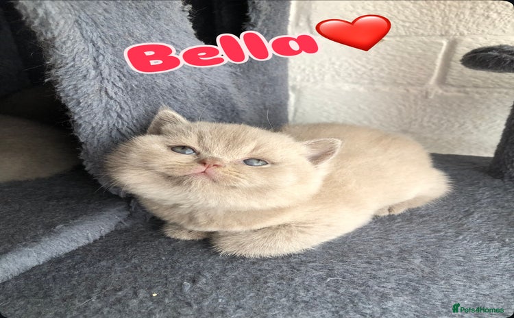 British Shorthair cats - Advert 9