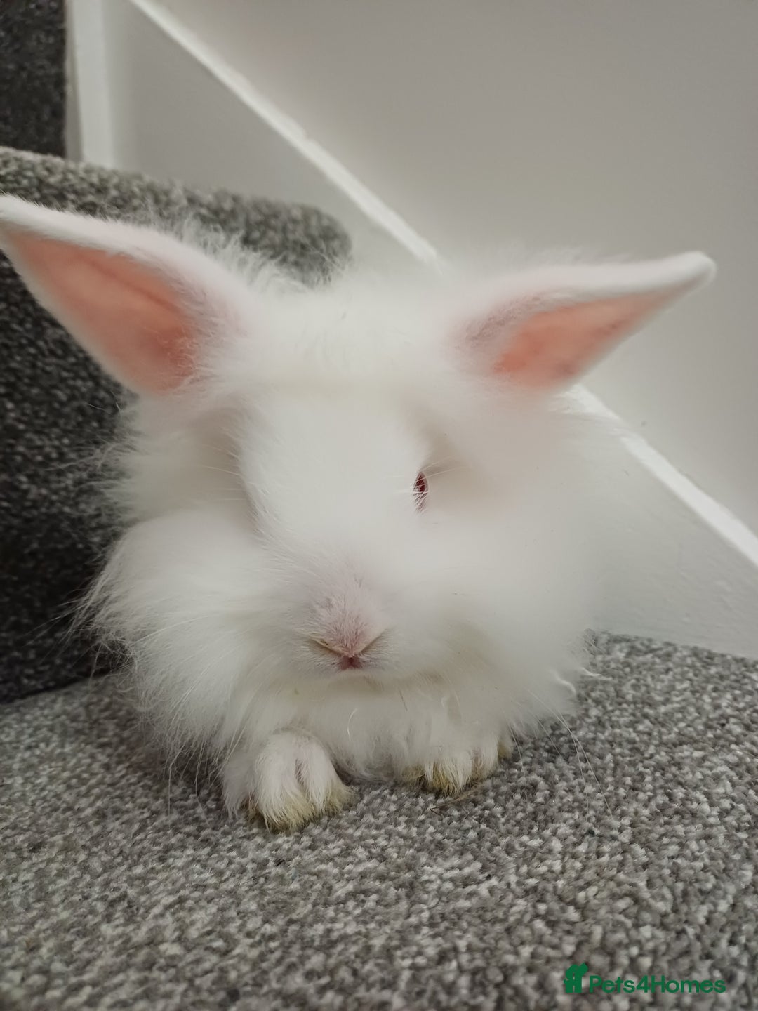 Lionhead rabbits for sale: White Male Lionhead Rabbit. 10 weeks old.  - Advert 4
