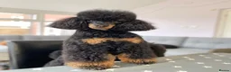 Miniature Poodle dogs for stud: Small RKC registered Miniature Phantom Poodle - Advert 22
