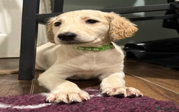 Saluki dogs for sale: Saluki  - Image 18