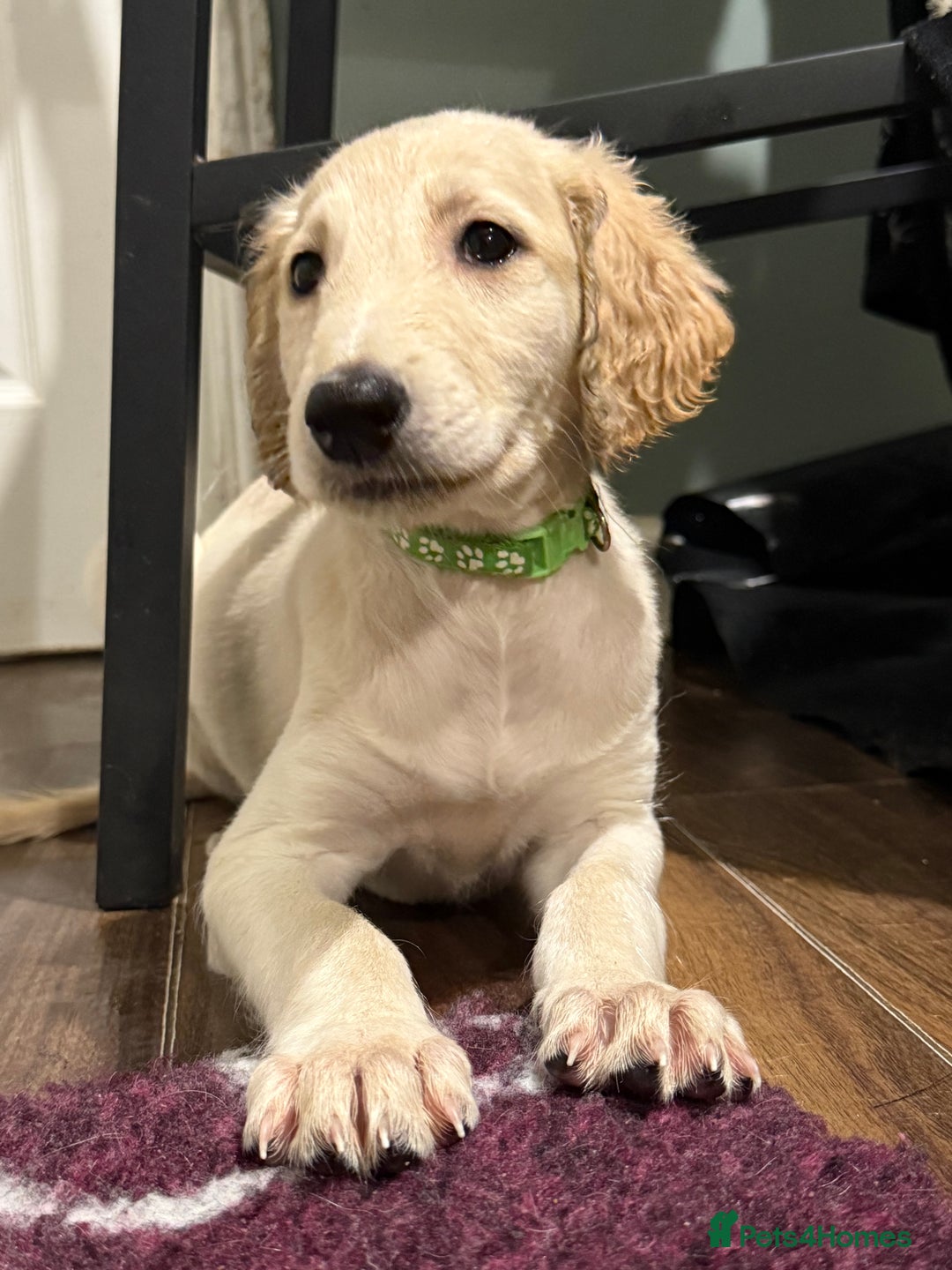 Saluki dogs for sale: Saluki  - Image 18