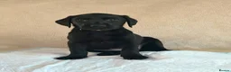 Labrador Retriever dogs for sale: 6 beautiful lab girls (one girl left!) - Advert 14