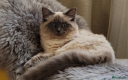 Mixed Breed cats for sale: Ragdoll/Russian Blue male kittens  - Image 10