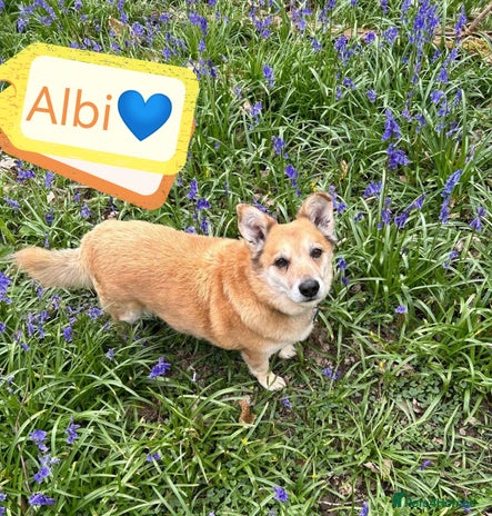 Dogs Forfar Free Dogs for adoption | Pets4Homes