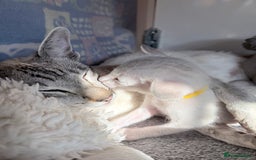 Siamese cats for sale: Cute Siamese kittens  - Image 6