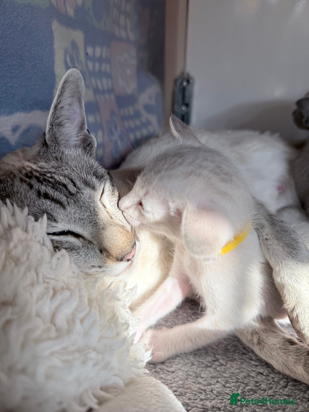 Siamese cats for sale: Cute Siamese kittens  - Image 6