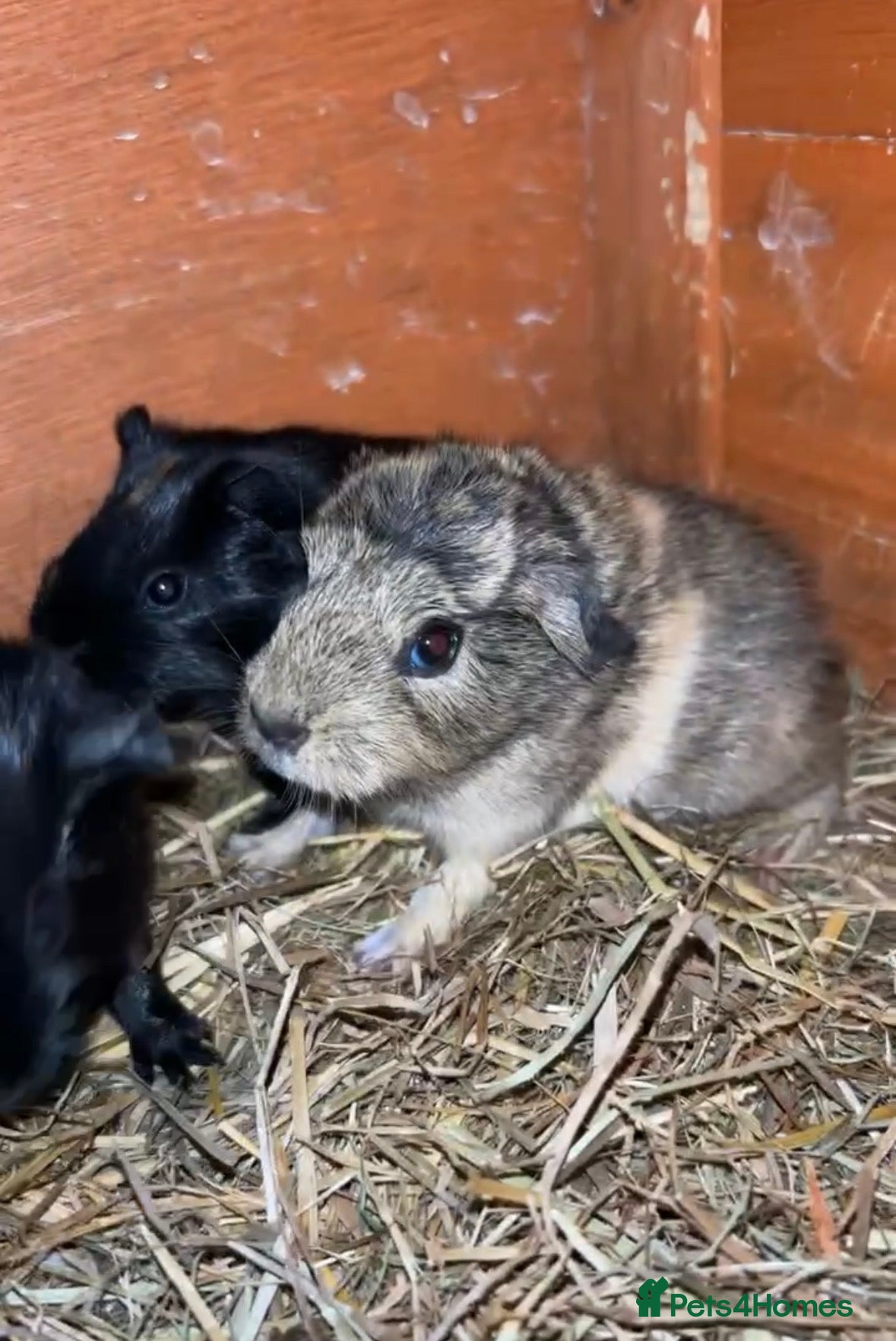 Guinea Pig rodents Baby guinea pigs for sale  - Advert 1