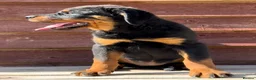 Rottweiler dogs for sale: Rottweiler pups £1250 - Advert 24