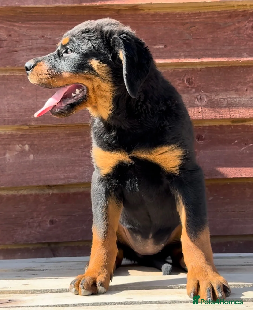 Rottweiler dogs for sale: Rottweiler pups £1250 - Advert 24