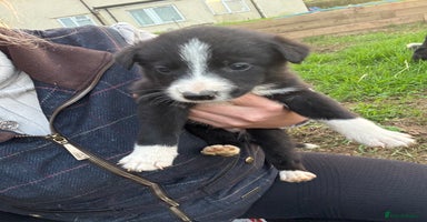 Border Collie dogs - Advert 11