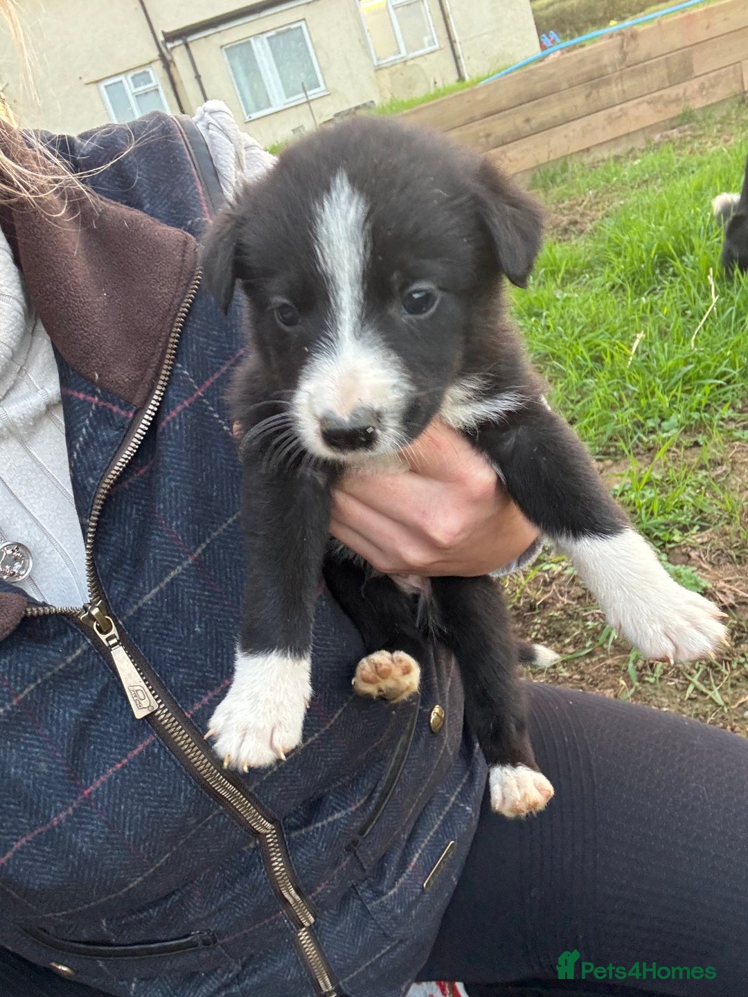 Border Collie dogs for sale: Boarder Collie Pups - Image 2