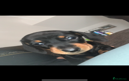 Miniature Dachshund dogs for sale: Miniature daschunds  - Image 2