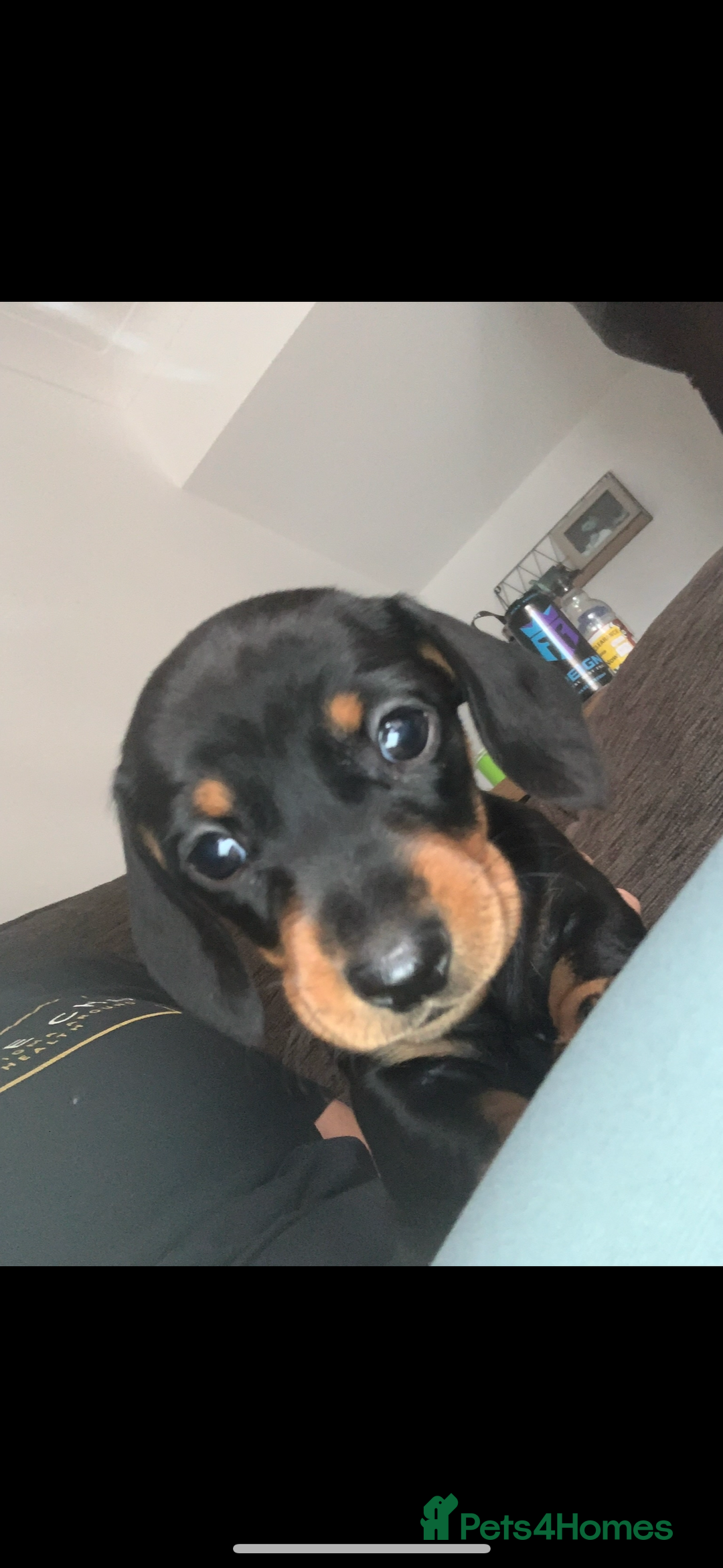 Miniature Dachshund dogs for sale: Miniature daschunds  - Image 2