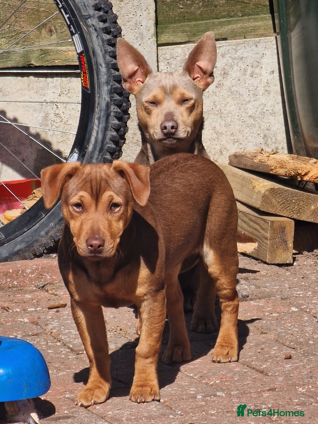 Jack Russell dogs for sale: Jack Russell from Muchwenlock line - Image 4