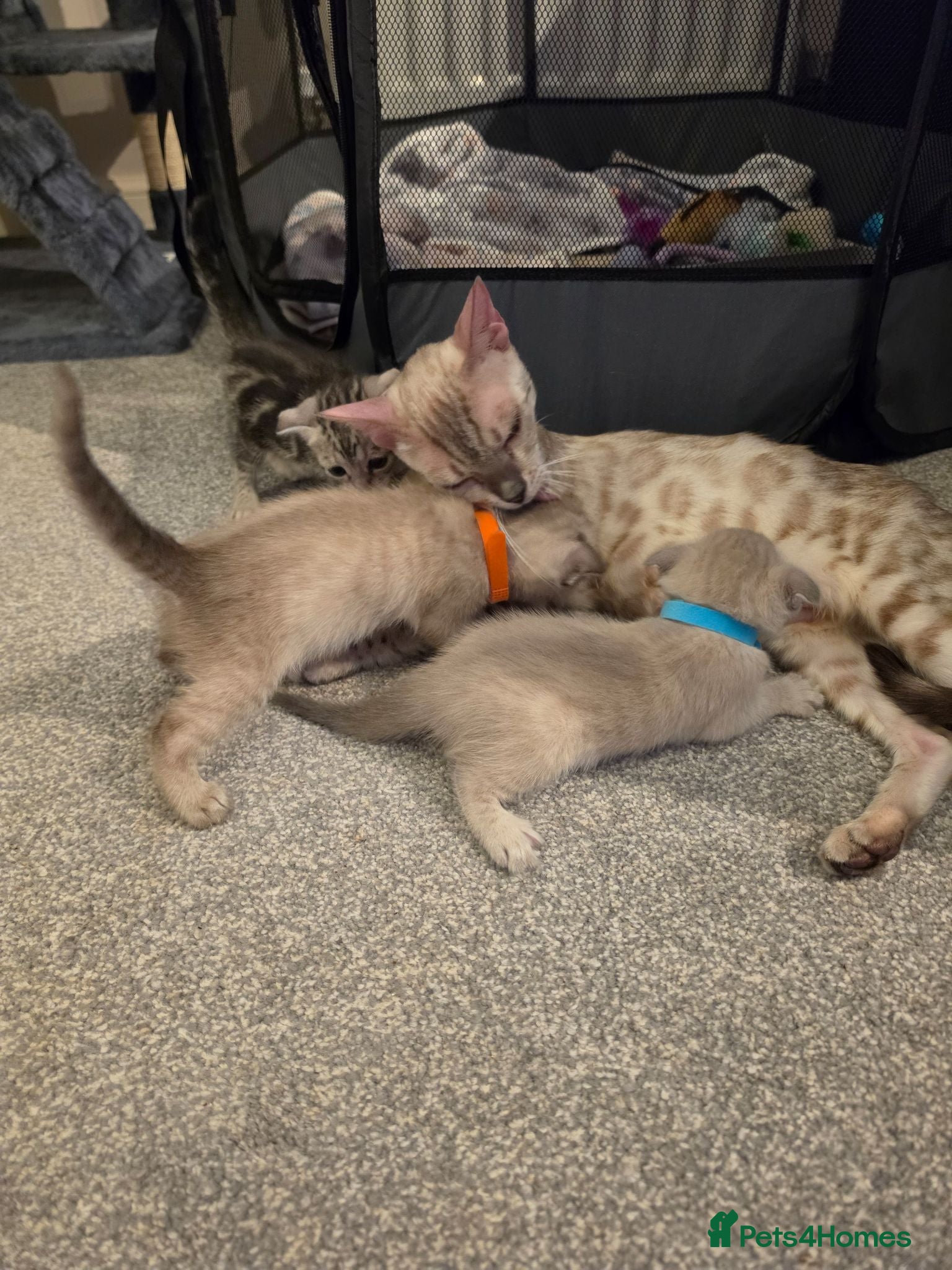 Bengal cats Adorable bengal X Scottish foldS kittens - Advert 1