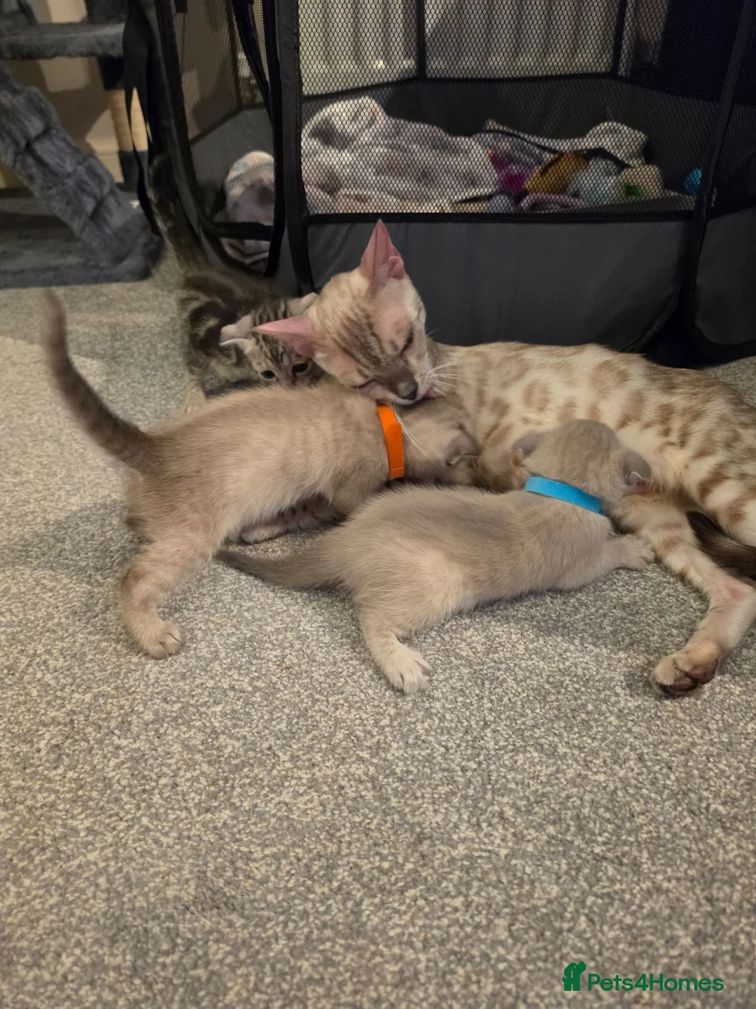 Bengal cats for sale: Adorable bengal X Scottish fold kittens - Advert 1