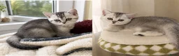 British Shorthair cats for sale: BSH GCCF registered silver chinchilla last girl - Advert 12