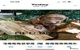 Cockapoo dogs for sale: F1 Cockapoo ( health tested parents) - Image 3