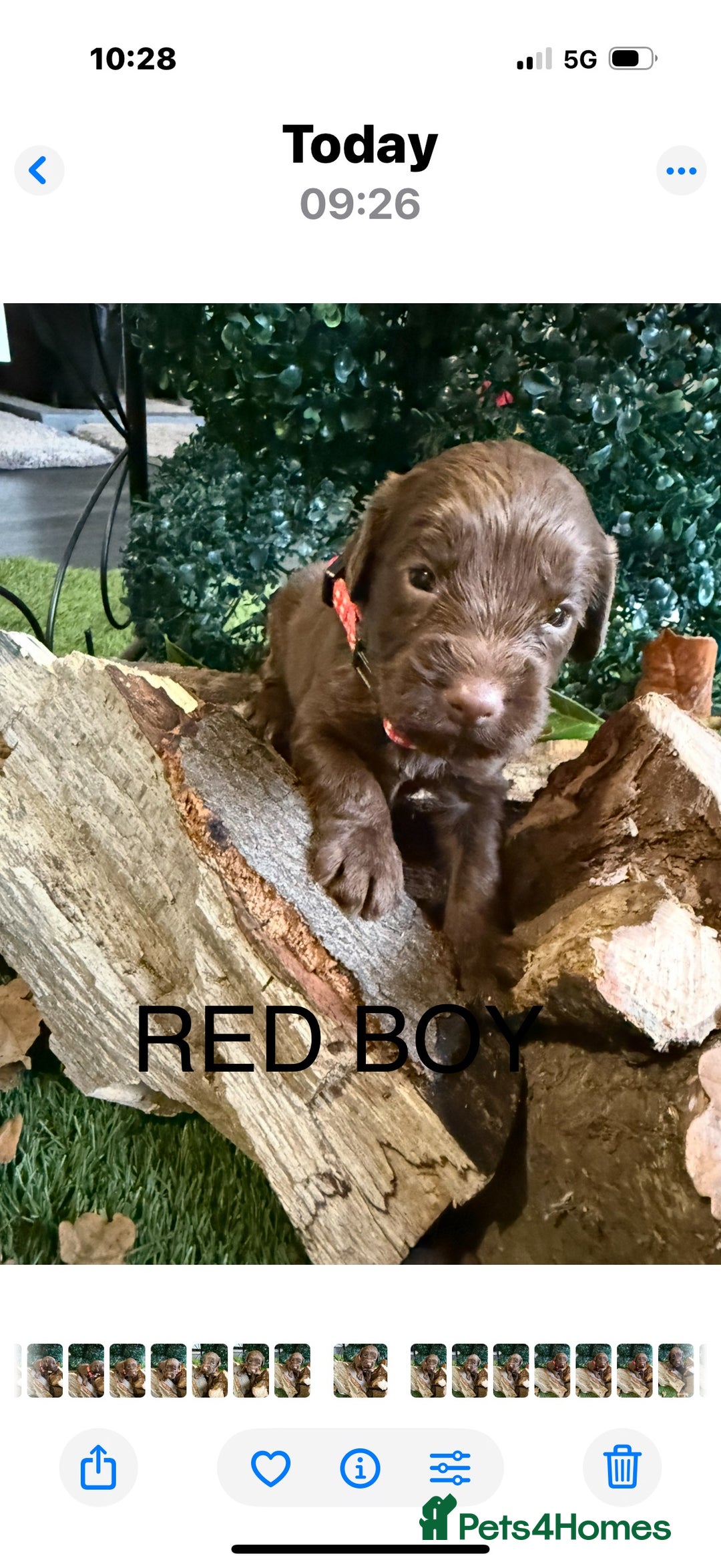 Cockapoo dogs for sale: F1 Cockapoo ( health tested parents) - Image 3