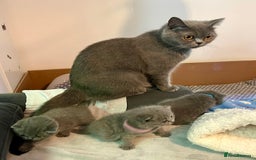British Shorthair cats for sale: Gentle loving family pets - British Blues  - Image 3