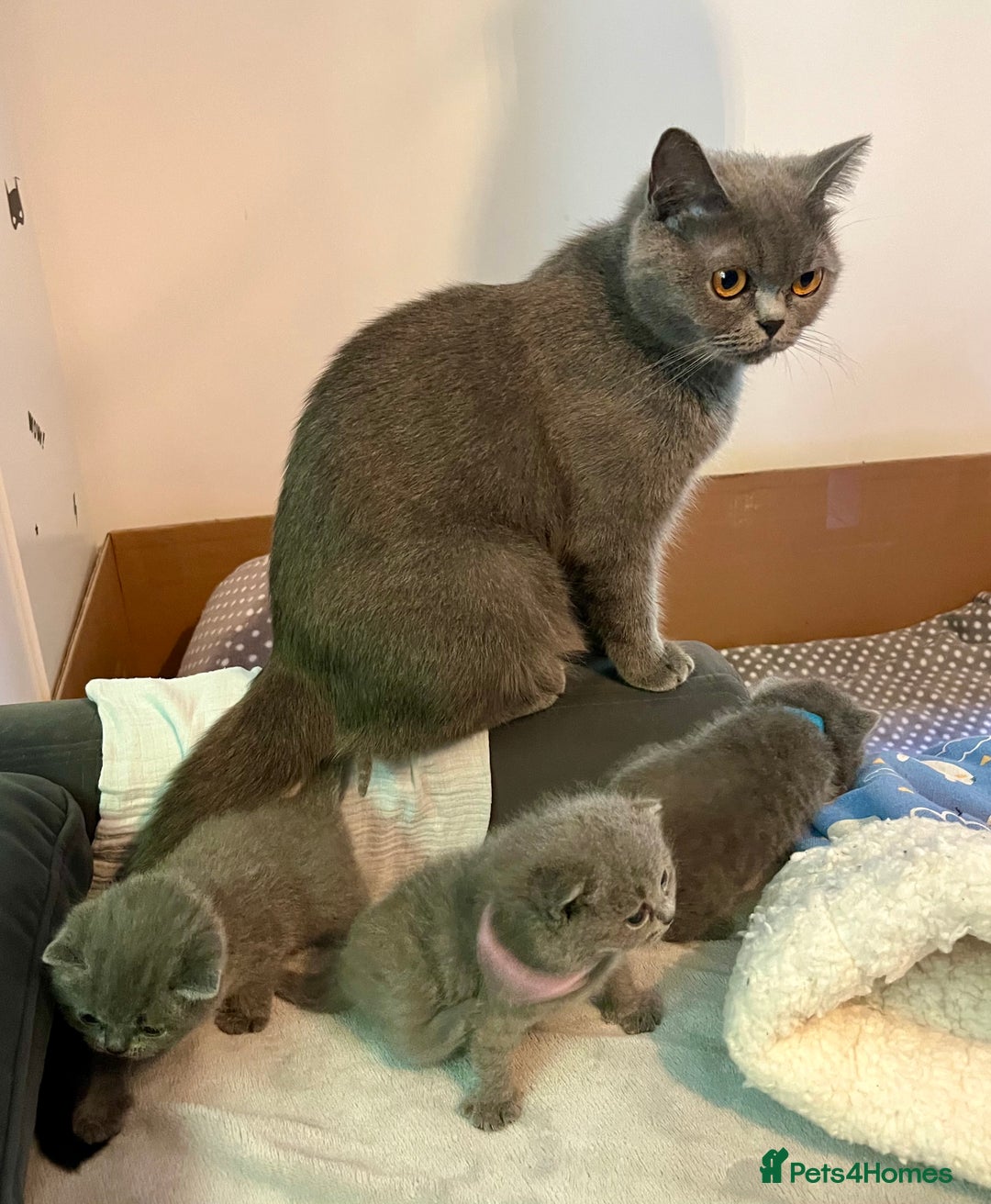 British Shorthair cats for sale: Gentle loving family pets - British Blues  - Image 3