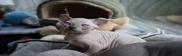 Dwelf cats for sale: Dwelf and Elf kittens for the best homes.  - Advert 12