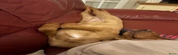 Labrador Retriever dogs for sale: Handsom 8 month Red fox Labrador  in Stowmarket - Advert 4
