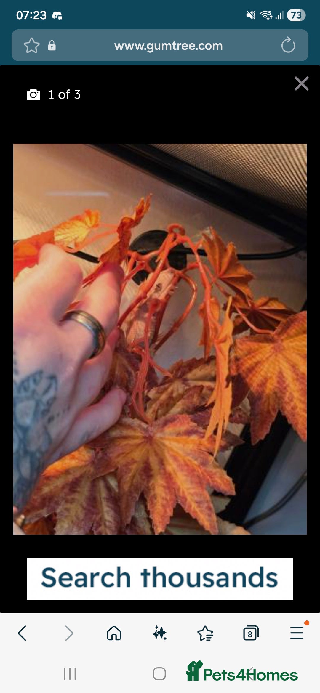 Gecko reptiles for sale: Baby crested gecko - Advert 1