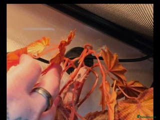 Gecko reptiles Baby crested gecko - Advert 2