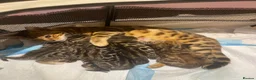 Bengal cats for sale: Bengal cross  - Advert 17