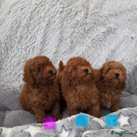 Toy Poodle dogs Stunning small kc registered red toy poodles - Advert 14