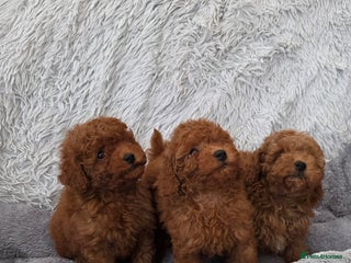 Toy Poodle dogs Stunning small kc registered red toy poodles - Advert 7