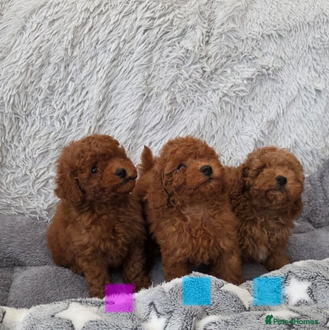 Toy Poodle dogs Stunning small kc registered red toy poodles - Advert 3