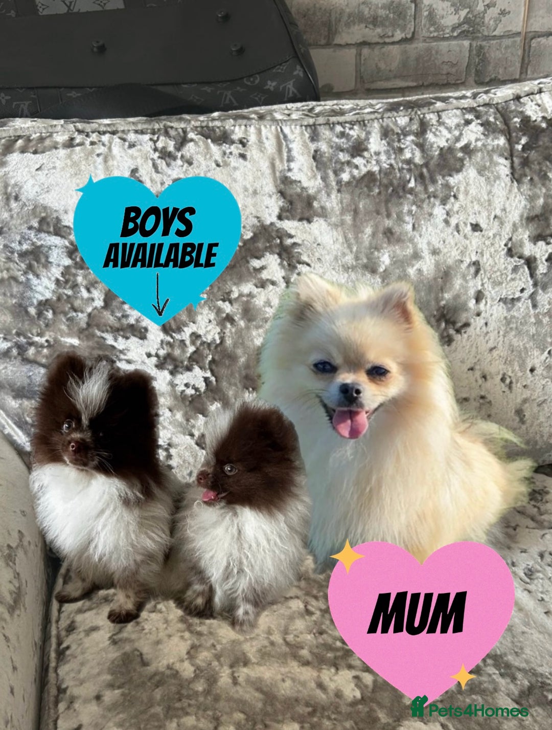 Pomeranian dogs for sale: Two Pomeranian Puppies Available - Image 6
