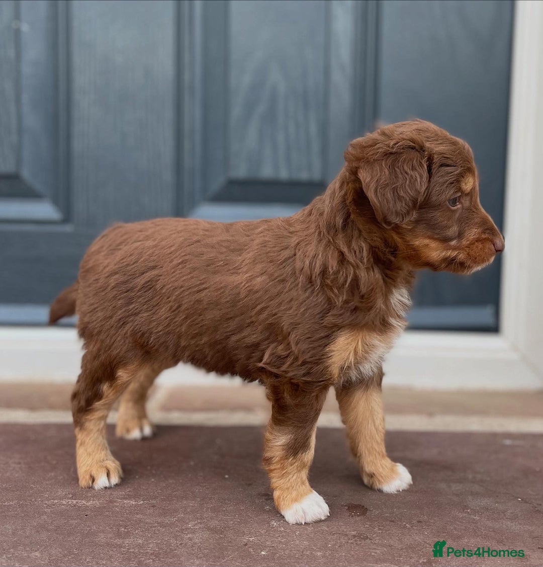 Bordoodle dogs for sale: OUTSTANDING *TRI COLOUR* MINIATURE BORDOODLES - Image 33